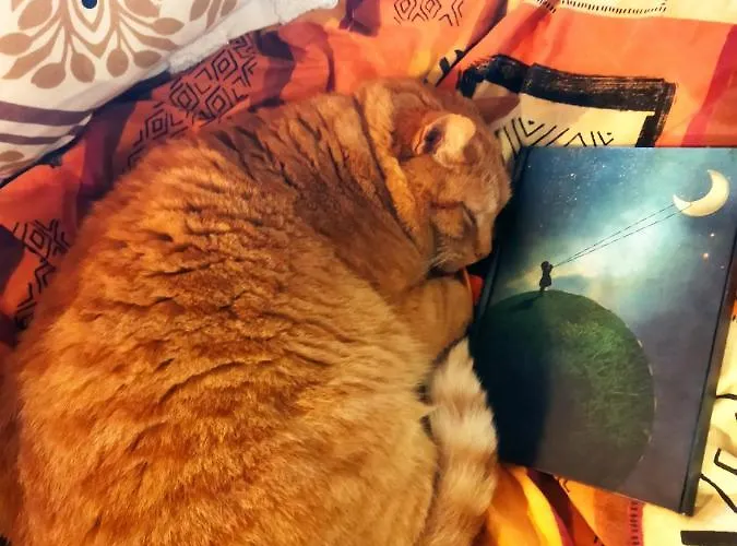 Frühstückspension Maison D'art Et D'autres Champagne (Charente-Maritime)